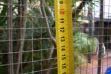 12mm Mesh NOT good enough